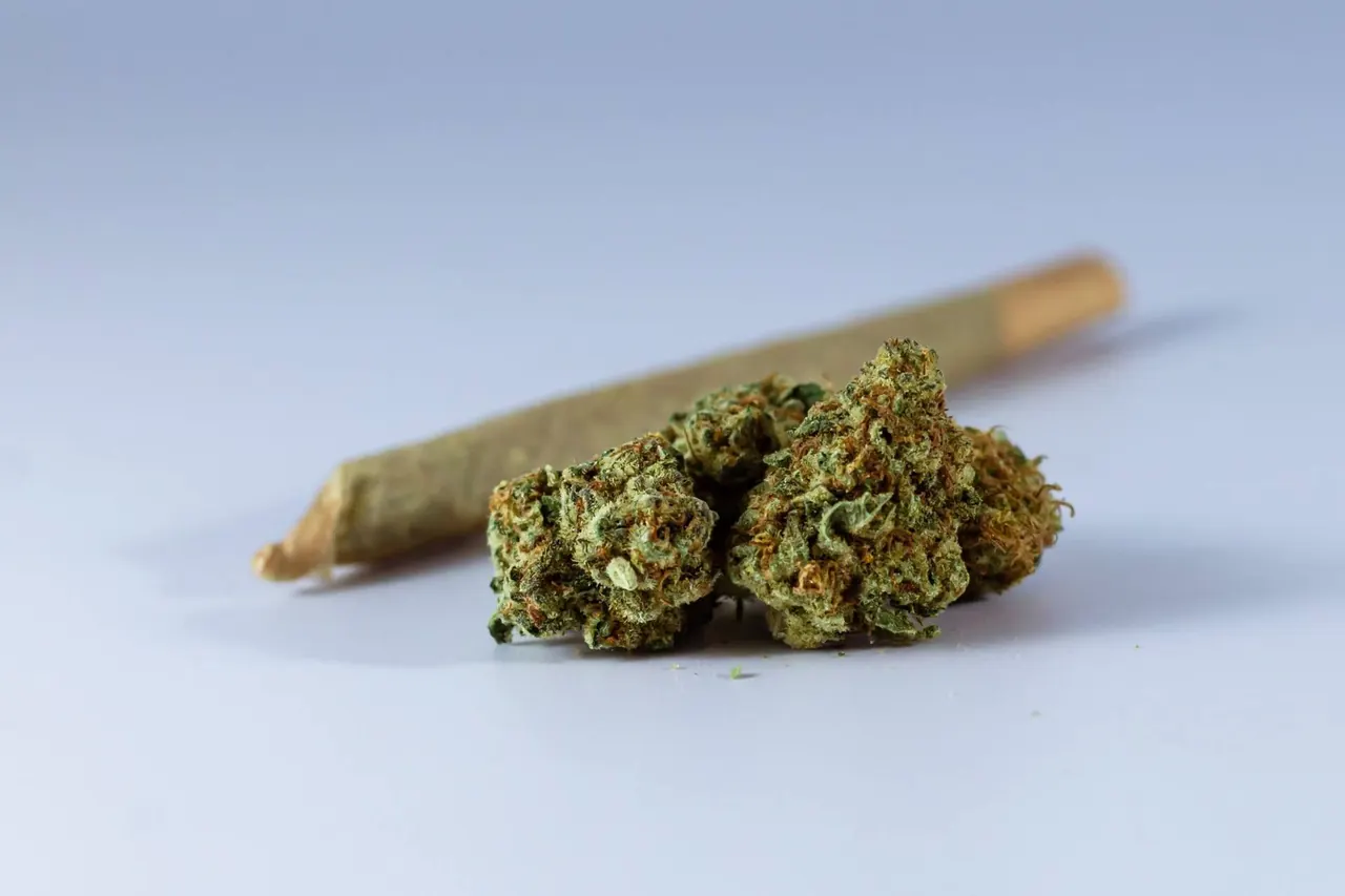 Fleurs de CBD et pré-roulé